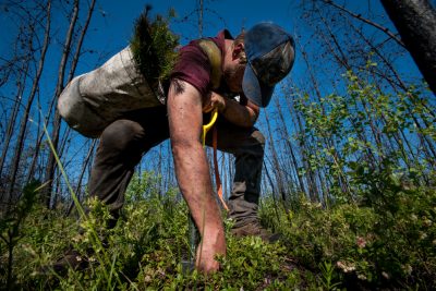 This Company Plans To Plant 1 Billion Trees By 2030