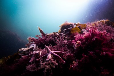 Ailing Coral Reefs Attract Fish With The Help Of Speakers