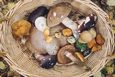 6 Ways Mushrooms Can Save The World