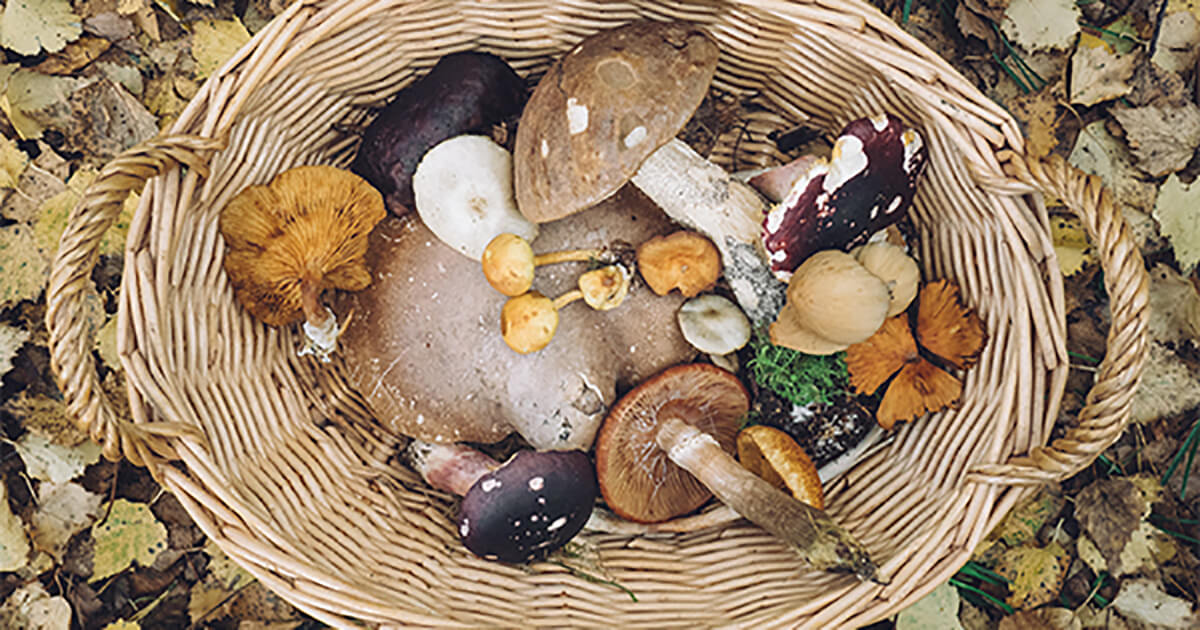 Impact Stories 6 Ways Mushrooms Can Save The World