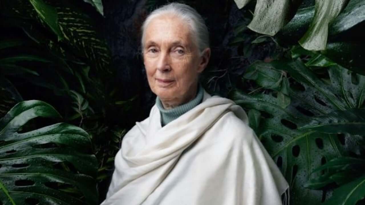 A Documentary On Jane Goodall Is All Set To Release On Earth Day To Instill Hope Among Us